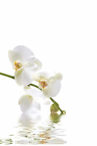 Witte-orchidee-briefkaart-staand-bewerkt