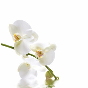 Witte-orchidee-briefkaart-staand-bewerkt